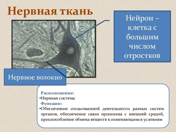 Нервная ткань Расположение: Нервная система Функции: Обеспечение согласованной деятельности разных систем органов,