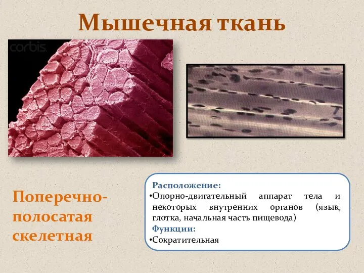 Мышечная ткань Поперечно-полосатая скелетная Расположение: Опорно-двигательный аппарат тела и некоторых внутренних органов