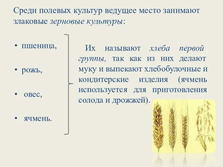 Среди полевых культур ведущее место занимают злаковые зерновые культуры: пшеница, рожь, овес,