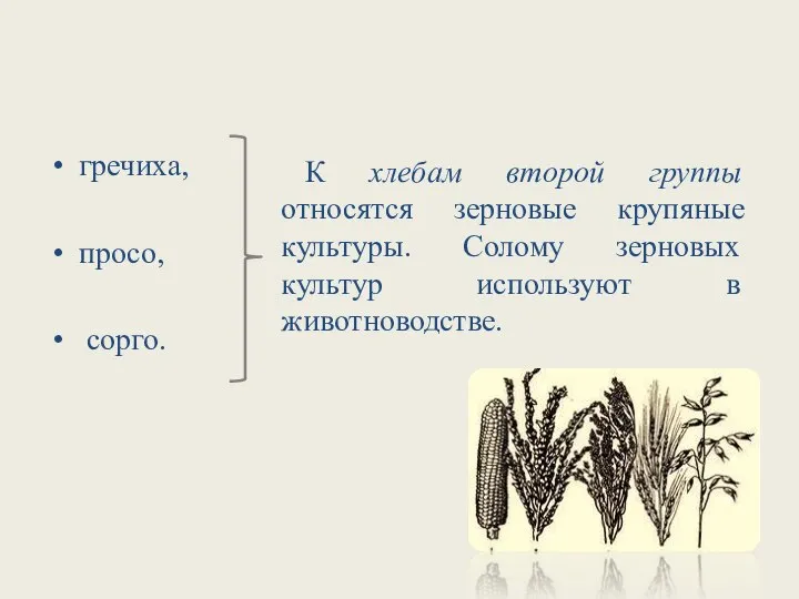 гречиха, просо, сорго. К хлебам второй группы относятся зерновые крупяные культуры. Солому