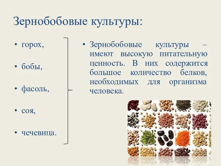 Зернобобовые культуры: горох, бобы, фасоль, соя, чечевица. Зернобобовые культуры – имеют высокую