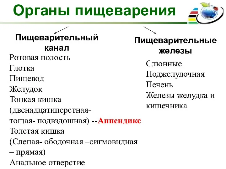 Органы пищеварения Пищеварительный канал Ротовая полость Глотка Пищевод Желудок Тонкая кишка (двенадцатиперстная-