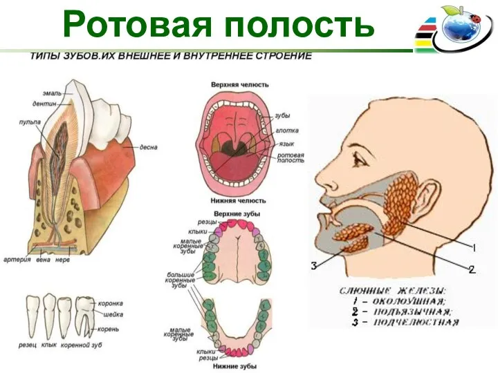 Ротовая полость