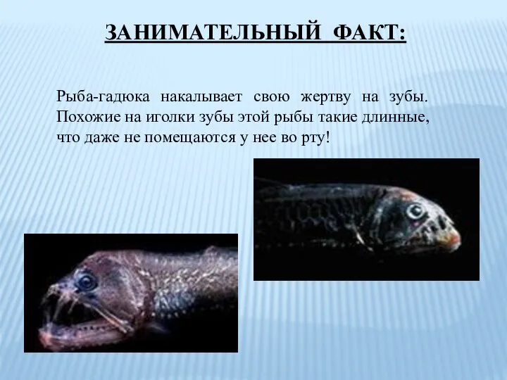 Рыба-гадюка накалывает свою жертву на зубы. Похожие на иголки зубы этой рыбы