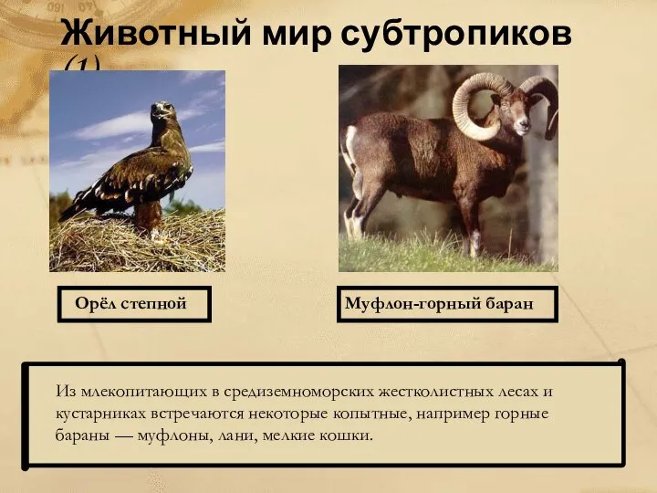Животный мир субтропиков (1) Орёл степной Муфлон-горный баран Из млекопитающих в средиземноморских