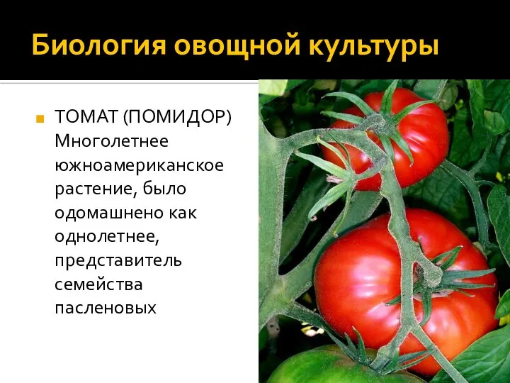 Биология овощной культуры ТОМАТ (ПОМИДОР) Многолетнее южноамериканское растение, было одомашнено как однолетнее, представитель семейства пасленовых