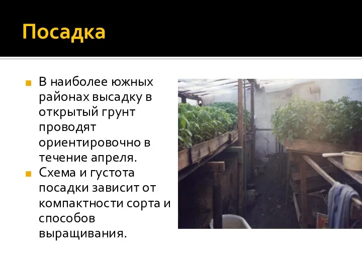 Посадка В наиболее южных районах высадку в открытый грунт проводят ориентировочно в