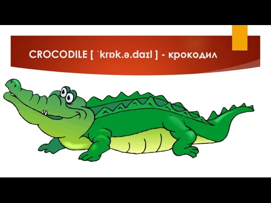 CROCODILE [ ˈkrɒk.ə.daɪl ] - крокодил