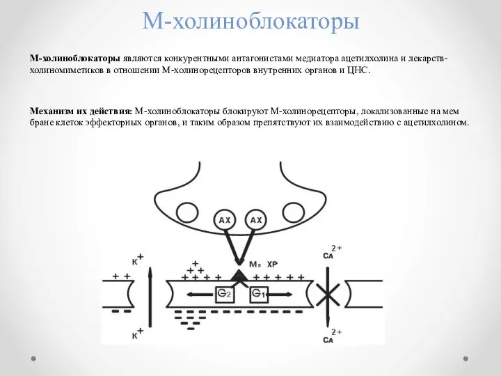 М-холиноблокаторы М-холиноблокаторы являются конкурентными антагонистами медиатора ацетилхолина и лекарств-холиномиметиков в отношении М-холинорецепторов