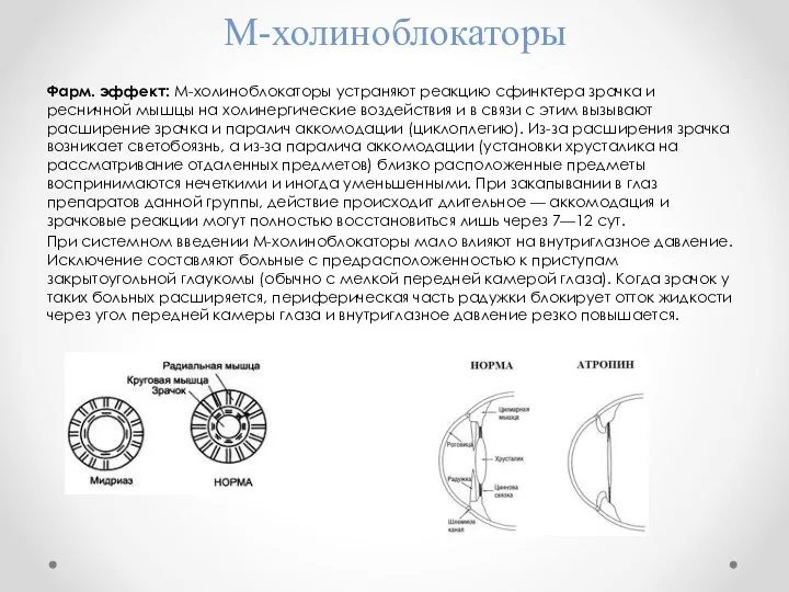 М-холиноблокаторы Фарм. эффект: М-холиноблокаторы устраняют реакцию сфинктера зрачка и ресничной мышцы на