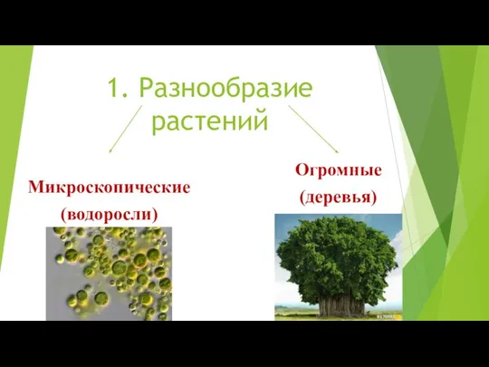 1. Разнообразие растений Микроскопические (водоросли) Огромные (деревья)