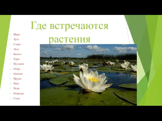 Где встречаются растения Моря Луга Степи Леса Болота Горы Пустыни Озёра Океаны