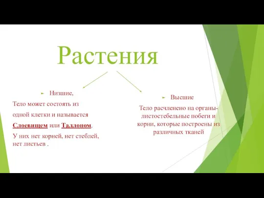 Растения Низшие, Тело может состоять из одной клетки и называется Слоевищем или