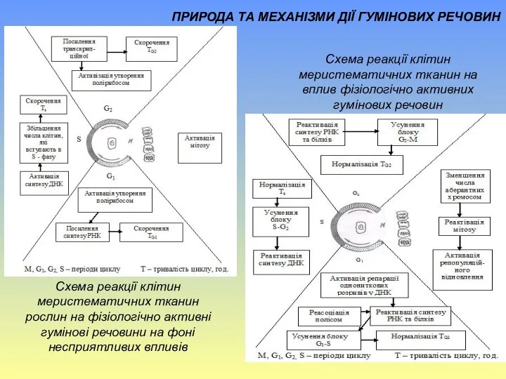 Схема реакції клітин меристематичних тканин на вплив фізіологічно активних гумінових речовин Схема