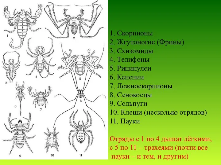 1. Скорпионы 2. Жгутоногие (Фрины) 3. Схизомиды 4. Телифоны 5. Рицинулеи 6.