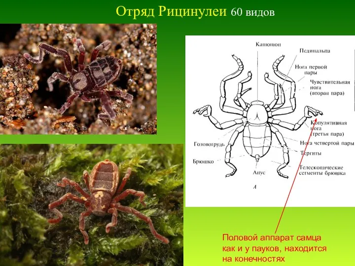 Отряд Рицинулеи 60 видов Половой аппарат самца как и у пауков, находится на конечностях