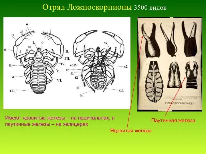 Отряд Ложноскорпионы 3500 видов Имеют ядовитые железы – на педипальпах, а паутинные