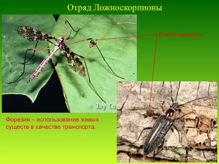 Отряд Ложноскорпионы Форезия – использование живых существ в качестве транспорта. Ложноскорпионы