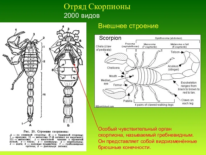 Отряд Скорпионы 2000 видов Внешнее строение Особый чувствительный орган скорпиона, называемый гребневидным.