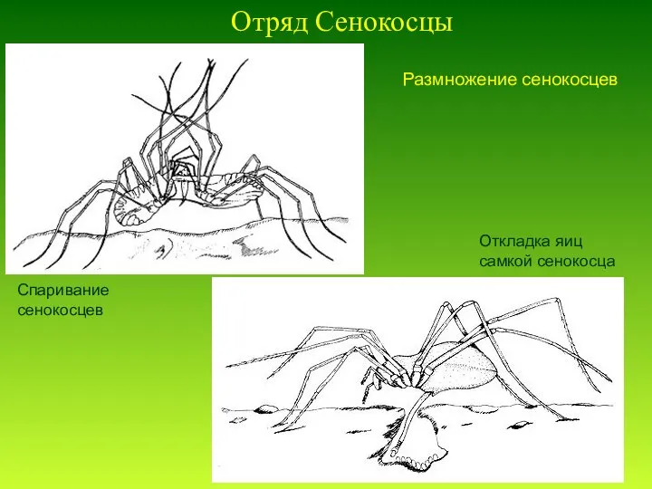 Отряд Сенокосцы Спаривание сенокосцев Откладка яиц самкой сенокосца Размножение сенокосцев