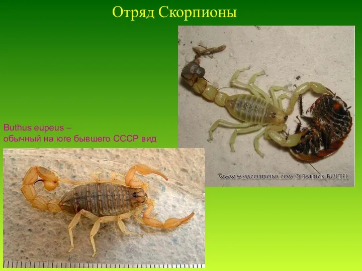 Отряд Скорпионы Buthus eupeus – обычный на юге бывшего СССР вид