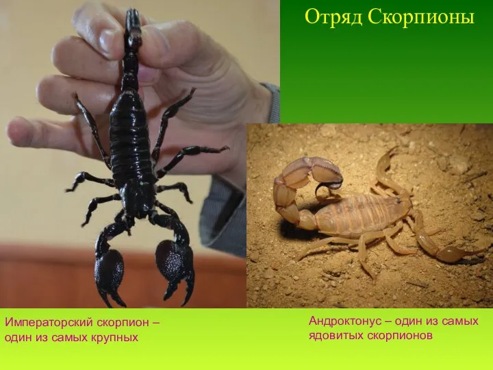 Отряд Скорпионы Императорский скорпион – один из самых крупных Андроктонус – один из самых ядовитых скорпионов