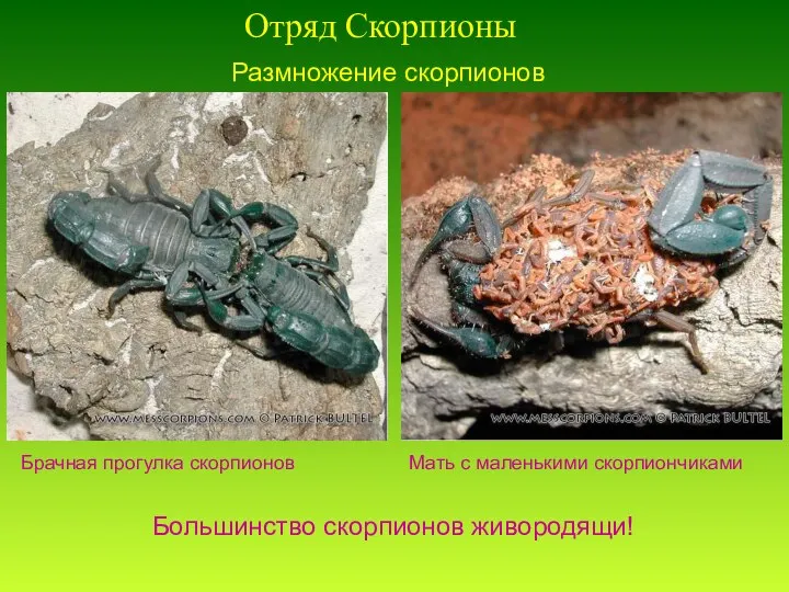 Отряд Скорпионы Размножение скорпионов Брачная прогулка скорпионов Мать с маленькими скорпиончиками Большинство скорпионов живородящи!