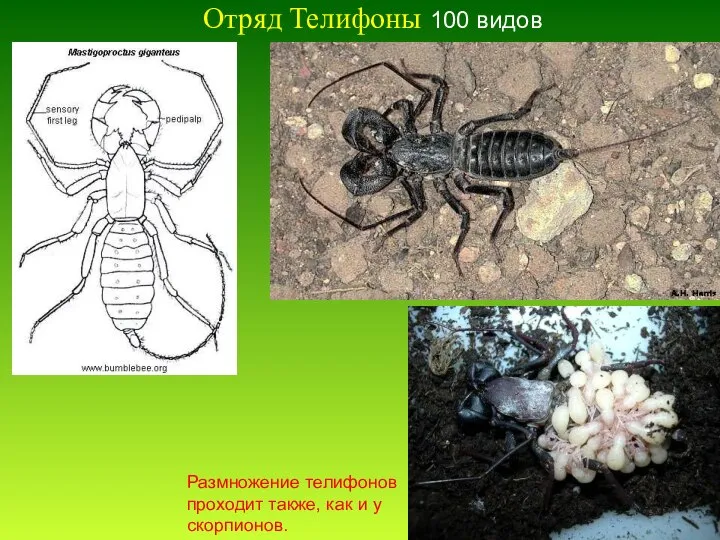 Отряд Телифоны 100 видов Размножение телифонов проходит также, как и у скорпионов.