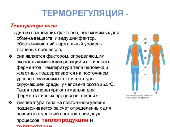 ТЕРМОРЕГУЛЯЦИЯ - Температура тела - один из важнейших факторов, необходимых для обмена