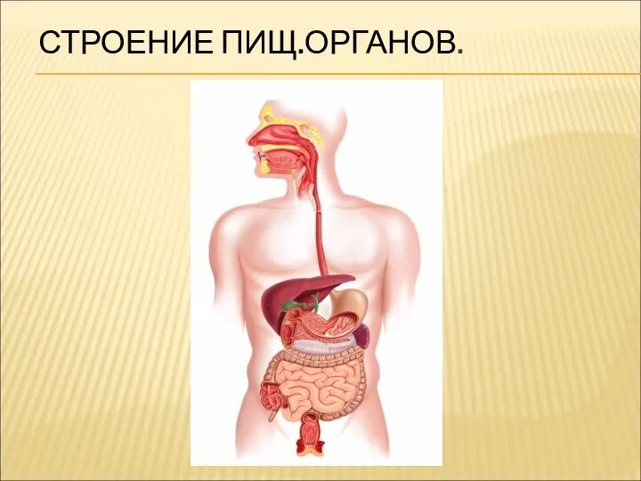 СТРОЕНИЕ ПИЩ.ОРГАНОВ.