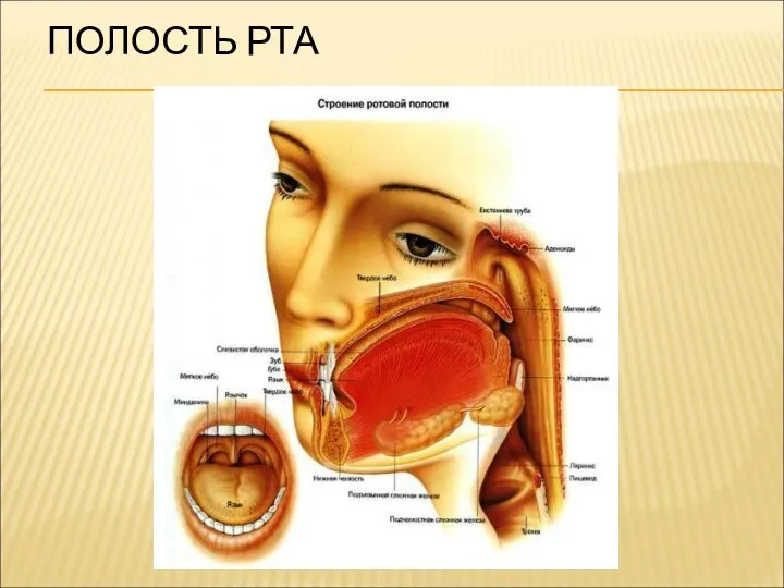 ПОЛОСТЬ РТА