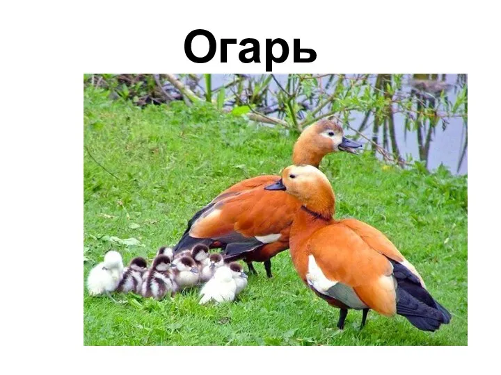 Огарь