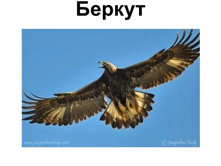 Беркут