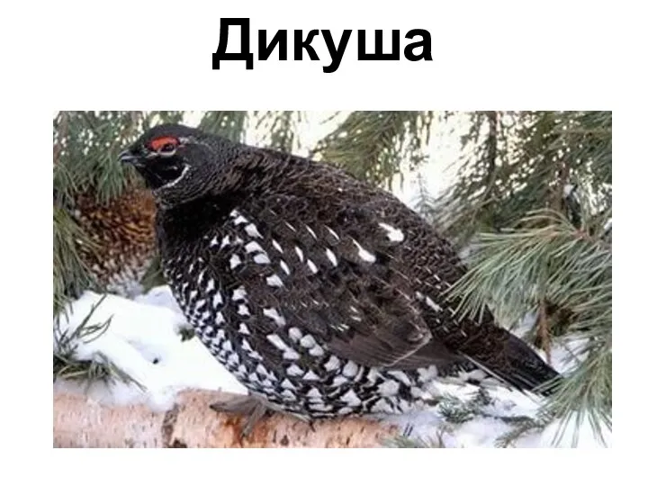 Дикуша