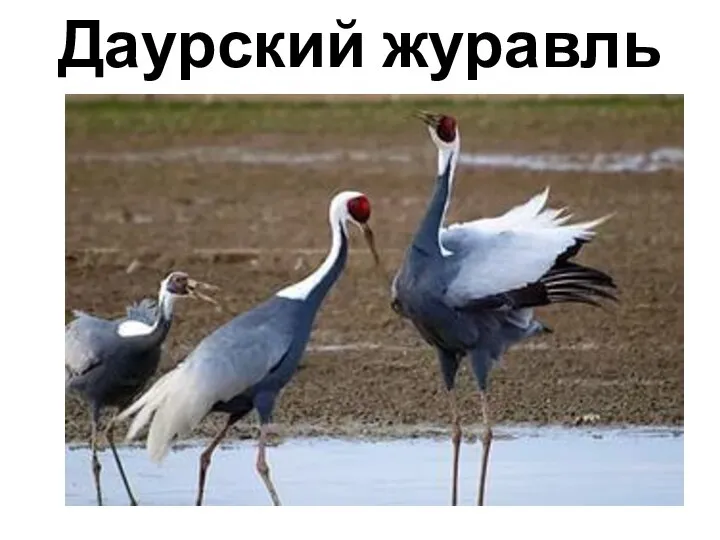 Даурский журавль