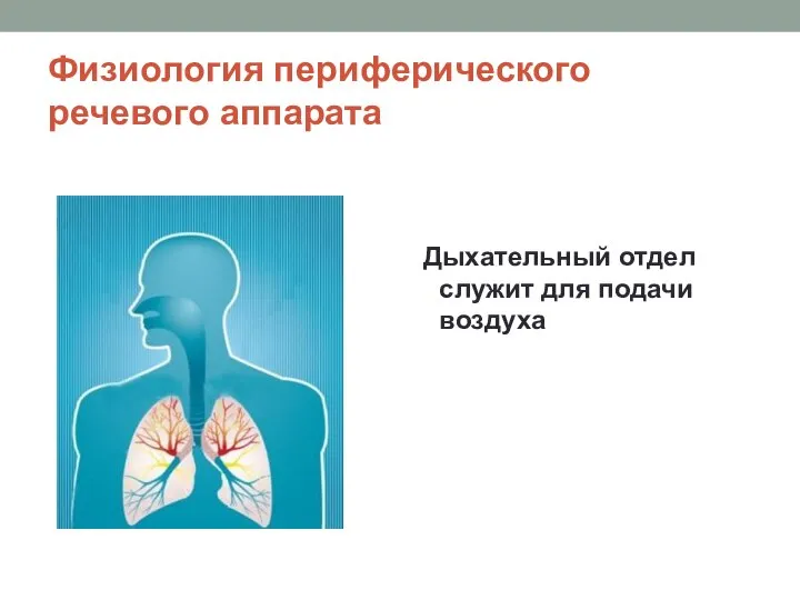 Физиология периферического речевого аппарата Дыхательный отдел служит для подачи воздуха