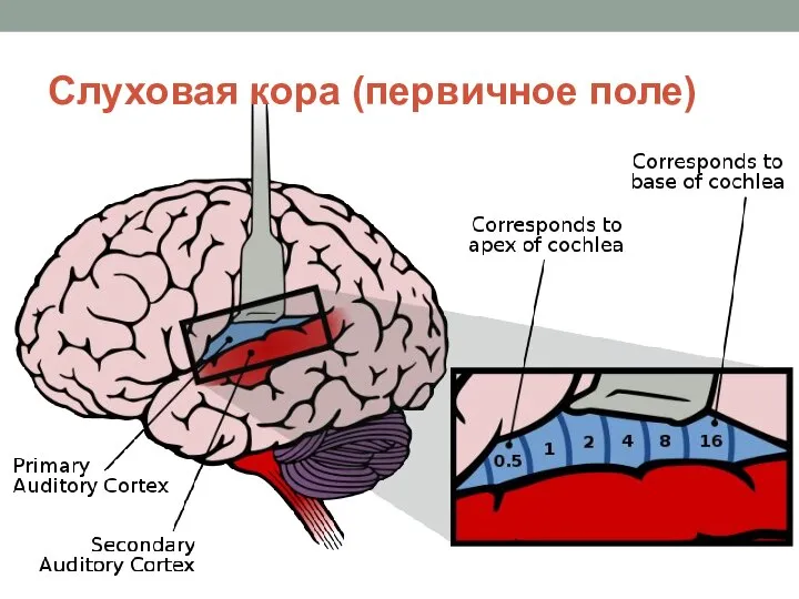 Слуховая кора (первичное поле)