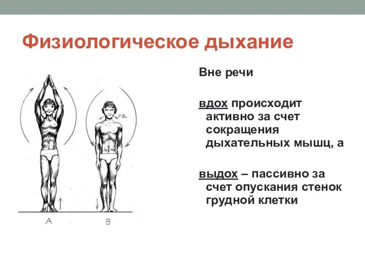 Физиологическое дыхание Вне речи вдох происходит активно за счет сокращения дыхательных мышц,