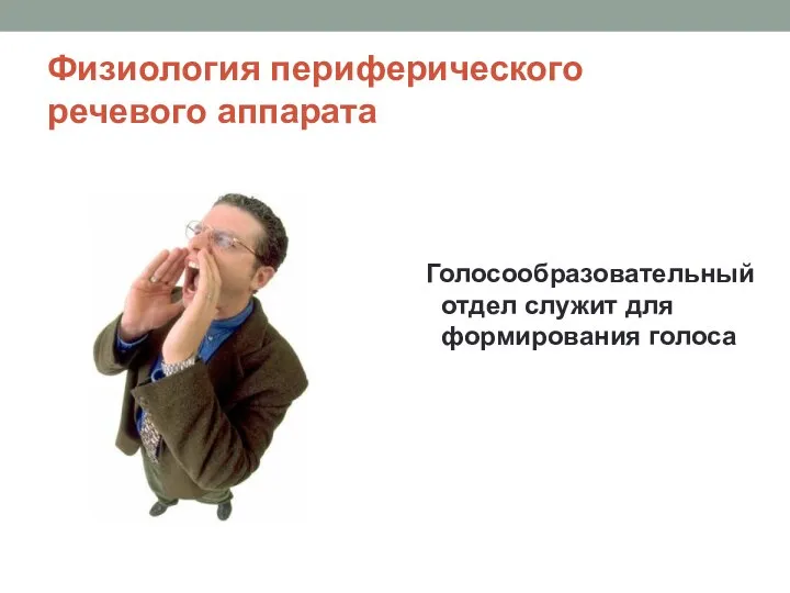 Физиология периферического речевого аппарата Голосообразовательный отдел служит для формирования голоса