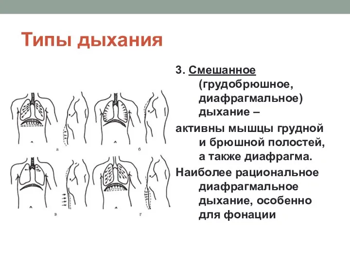 Типы дыхания 3. Смешанное (грудобрюшное, диафрагмальное) дыхание – активны мышцы грудной и