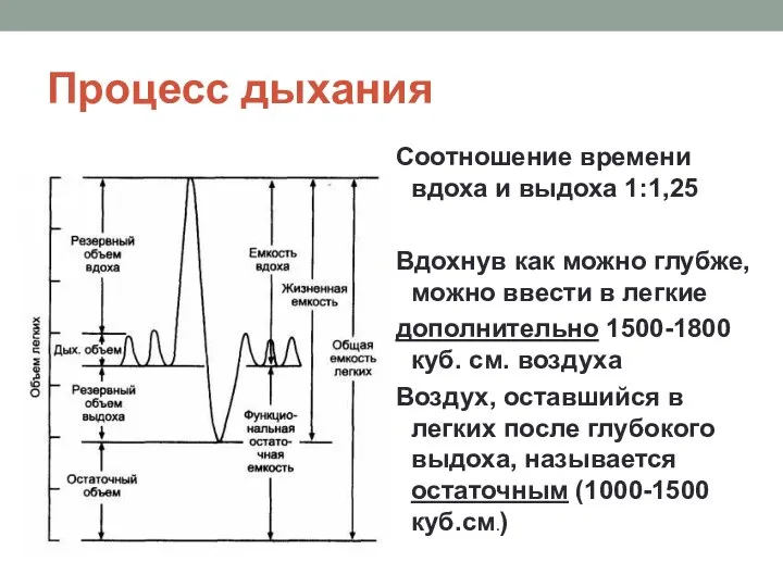 Процесс дыхания Соотношение времени вдоха и выдоха 1:1,25 Вдохнув как можно глубже,