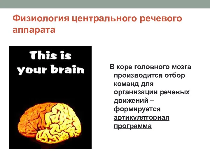 Физиология центрального речевого аппарата В коре головного мозга производится отбор команд для