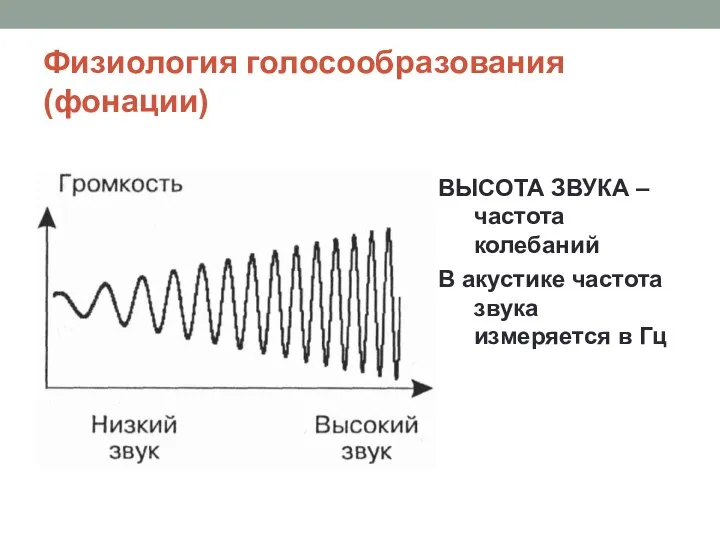 Физиология голосообразования (фонации) ВЫСОТА ЗВУКА – частота колебаний В акустике частота звука измеряется в Гц