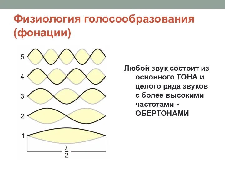 Физиология голосообразования (фонации) Любой звук состоит из основного ТОНА и целого ряда