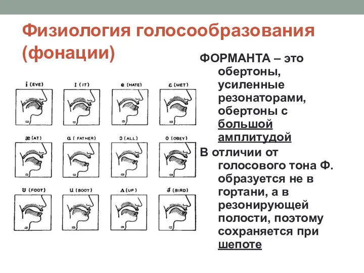 Физиология голосообразования (фонации) ФОРМАНТА – это обертоны, усиленные резонаторами, обертоны с большой