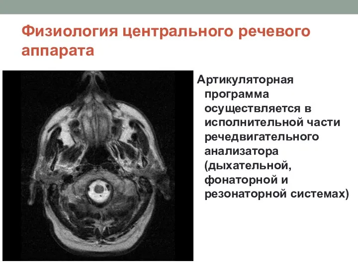 Физиология центрального речевого аппарата Артикуляторная программа осуществляется в исполнительной части речедвигательного анализатора