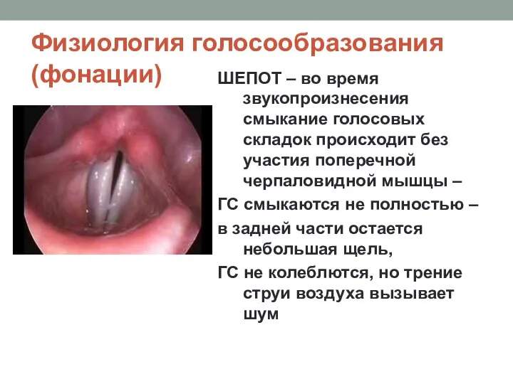 Физиология голосообразования (фонации) ШЕПОТ – во время звукопроизнесения смыкание голосовых складок происходит