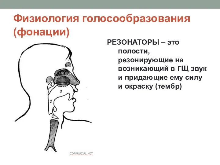 Физиология голосообразования (фонации) РЕЗОНАТОРЫ – это полости, резонирующие на возникающий в ГЩ