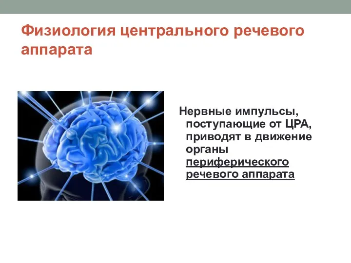 Физиология центрального речевого аппарата Нервные импульсы, поступающие от ЦРА, приводят в движение органы периферического речевого аппарата