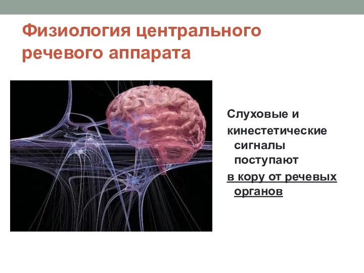 Физиология центрального речевого аппарата Слуховые и кинестетические сигналы поступают в кору от речевых органов